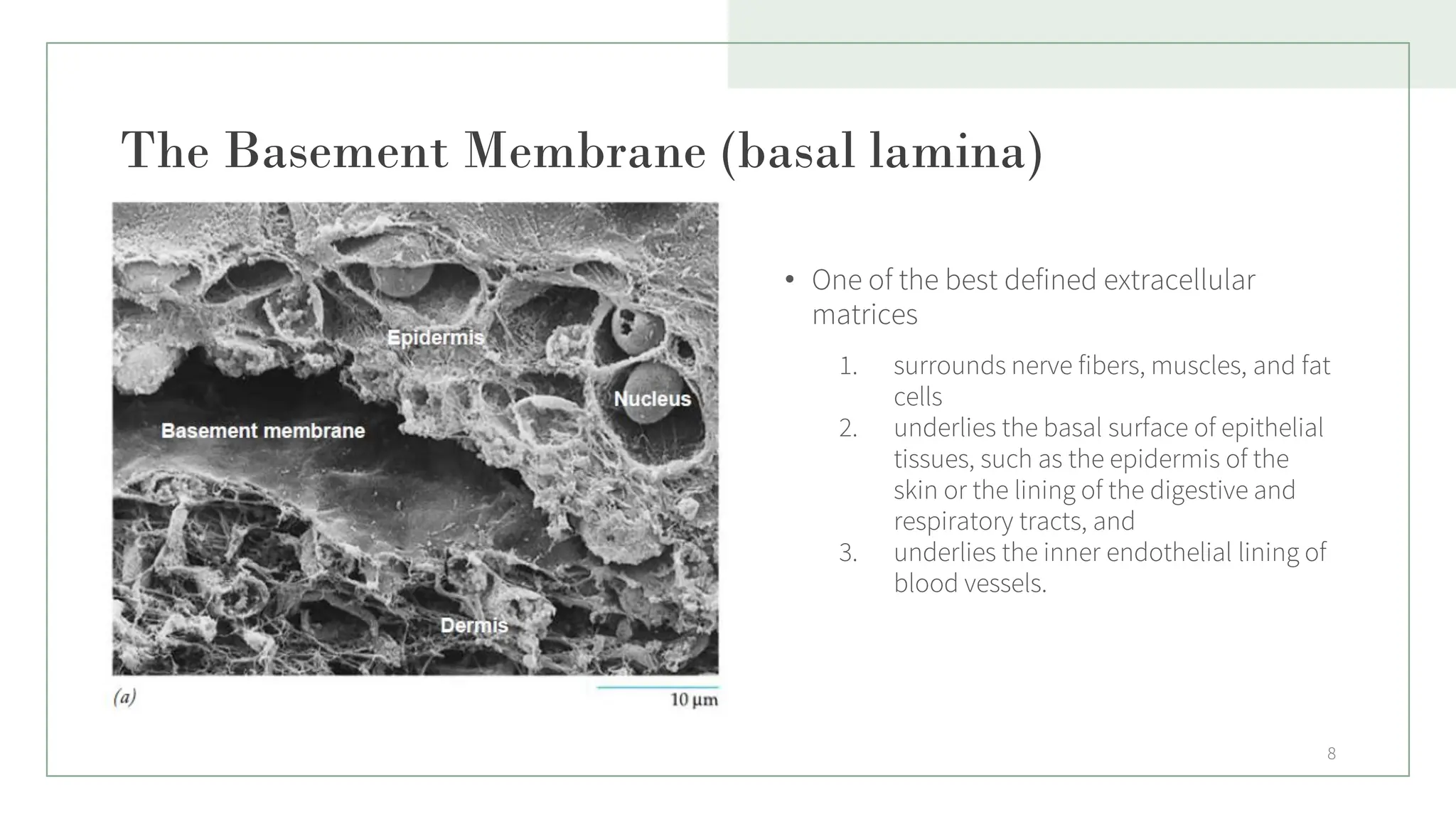 The Basement Membrane (basal lamina)
• One of the best defined extracellular
matrices
1. surrounds nerve fibers, muscles, and fat
cells
2. underlies the basal surface of epithelial
tissues, such as the epidermis of the
skin or the lining of the digestive and
respiratory tracts, and
3. underlies the inner endothelial lining of
blood vessels.
8
 