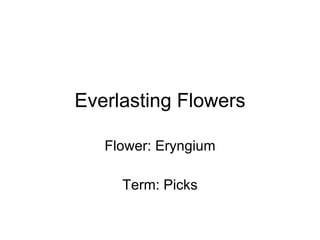 Everlasting Flowers Flower: Eryngium Term: Picks 