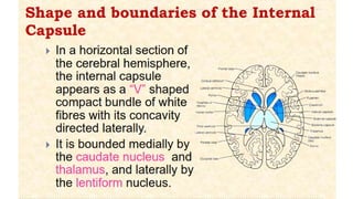 The Major white matter pathways in the Brain..ppt