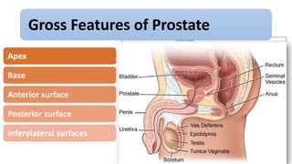 5. MALE REPRODUCTIVE SYSTEM.II.pptx public | PPTX