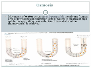 Osmosis
18
• Movement of water across a semi-permeable membrane from an
area of low solute concentration (lots of water) to an area of high
solute concentration (less water) until even distribution
(homeostasis) is achieved
 