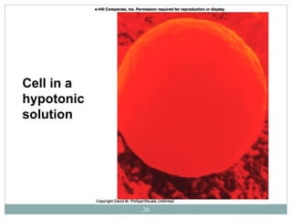 26
Cell in a
hypotonic
solution
 