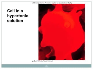 28
Cell in a
hypertonic
solution
 