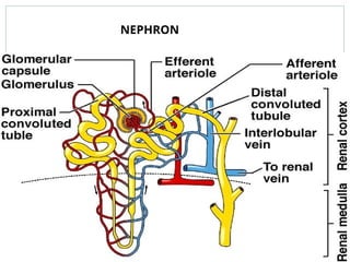 47
47
NEPHRON
 