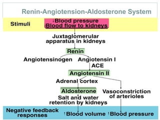48
Renin-Angiotension-Aldosterone System
 