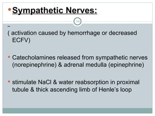54
Sympathetic Nerves:
( activation caused by hemorrhage or decreased
ECFV)
 Catecholamines released from sympathetic nerves
(norepinephrine) & adrenal medulla (epinephrine)
 stimulate NaCl & water reabsorption in proximal
tubule & thick ascending limb of Henle’s loop
 