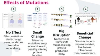Small Mutations Gene Mutations related to evolution in organisms | PPTX