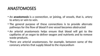 Comprehensive Overview of Blood Vessels and Circulatory System Anatomy ...