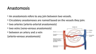 Comprehensive Overview of Blood Vessels and Circulatory System Anatomy ...