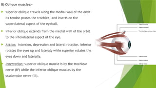Comprehensive Overview of the Eyeball and Extraocular Muscles Anatomy ...