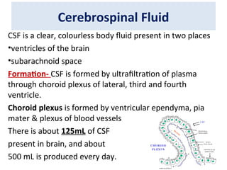 Comprehensive Overview of Brain Ventricles, CSF Formation, Circulation ...