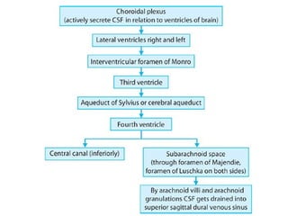 Comprehensive Overview of Brain Ventricles, CSF Formation, Circulation ...