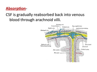Comprehensive Overview of Brain Ventricles, CSF Formation, Circulation ...