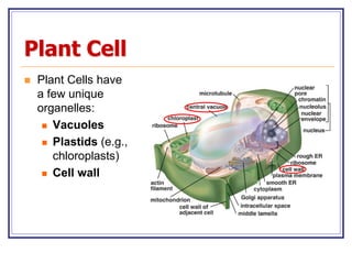 Comprehensive Overview of Plant Cell Structure and Function | PDF