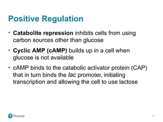 Comprehensive Overview of Microbial Genetics and Gene Regulation in ...