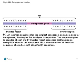 Transposition Inverted Sequences Comprehensive Overview of Microbial Genetics and Gene Regulation in ...