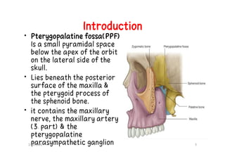 Comprehensive Anatomy and Clinical Insights on the Pterygopalatine ...