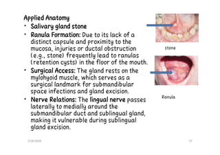 Comprehensive Anatomy and Clinical Insights on the Pterygopalatine ...