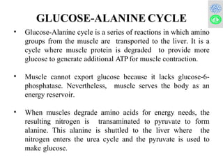 Comprehensive Overview of Cori Cycle and Glucose-Alanine Cycle in ...