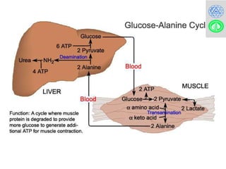 Comprehensive Overview of Cori Cycle and Glucose-Alanine Cycle in ...