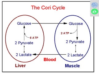 Comprehensive Overview of Cori Cycle and Glucose-Alanine Cycle in ...