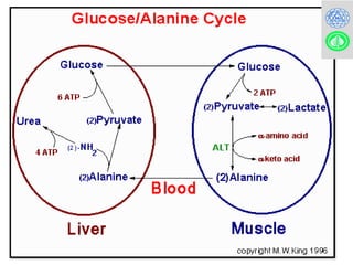Comprehensive Overview of Cori Cycle and Glucose-Alanine Cycle in ...