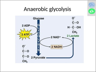 Comprehensive Overview of Cori Cycle and Glucose-Alanine Cycle in ...