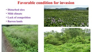 Understanding Biological Invasion: Causes, Species, and Ecosystem ...