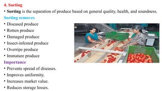 4. Sorting
• Sorting is the separation of produce based on general quality, health, and soundness.
Sorting removes
• Diseased produce
• Rotten produce
• Damaged produce
• Insect-infested produce
• Overripe produce
• Immature produce
Importance
• Prevents spread of diseases.
• Improves uniformity.
• Increases market value.
• Reduces storage losses.
 