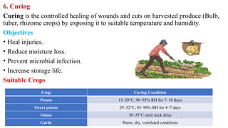 6. Curing
Curing is the controlled healing of wounds and cuts on harvested produce (Bulb,
tuber, rhizome crops) by exposing it to suitable temperature and humidity.
Objectives
• Heal injuries.
• Reduce moisture loss.
• Prevent microbial infection.
• Increase storage life.
Suitable Crops
Crop Curing Condition
Potato 15–20°C, 90–95% RH for 7–10 days
Sweet potato 29–32°C, 85–90% RH for 4–7 days
Onion 30–35°C until neck dries
Garlic Warm, dry, ventilated conditions
 