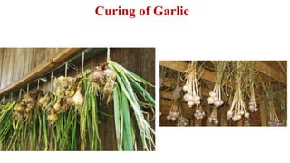 Curing of Garlic
 