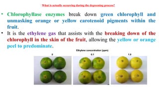 What is actually occurring during the degreening process?
• Chlorophyllase enzymes break down green chlorophyll and
unmasking orange or yellow carotenoid pigments within the
fruit.
• It is the ethylene gas that assists with the breaking down of the
chlorophyll in the skin of the fruit, allowing the yellow or orange
peel to predominate.
 
