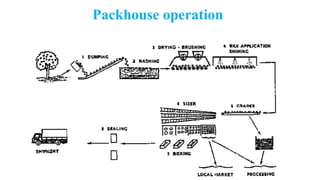 Packhouse operation
 
