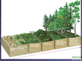 Time
Balsam fir,
paper birch,
and white
spruce forest
community
Jack pine,
black spruce,
and aspenHeath mat
Small herbs
and shrubsLichens and
mossesExposed
rocks
Stepped Art
Fig. 5-10, p. 89
 