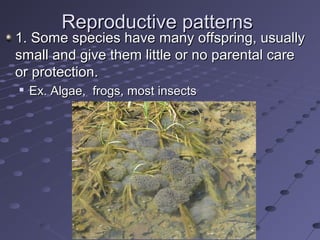 Reproductive patternsReproductive patterns
1. Some species have many offspring, usually1. Some species have many offspring, usually
small and give them little or no parental caresmall and give them little or no parental care
or protection.or protection.

Ex. Algae, frogs, most insectsEx. Algae, frogs, most insects
 
