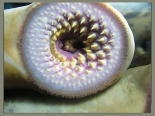 Time-Lapse Video of the Erie Canal