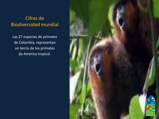 Las 27 especies de primates 
de Colombia, representan 
un tercio de los primates 
de América tropical. Cifras de Biodiversidad mundial  