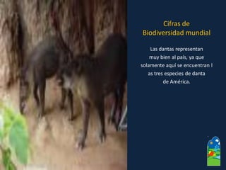 Las dantas representan 
muy bien al país, ya que 
solamente aquí se encuentran l 
as tres especies de danta 
de América. 
Cifras de 
Biodiversidad mundial  
