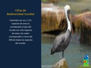 Colombia con sus 1.721 
especies de aves es 
considerado el país del 
mundo con más especies 
de estas, las cuales 
corresponden a cerca del 
20% de todas las especies 
del mundo. 
Cifras de 
Biodiversidad mundial  