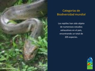 Los reptiles han sido objeto 
de numerosos estudios 
exhaustivos en el país, 
encontrando un total de 
205 especies. 
Categorías de 
Biodiversidad mundial  