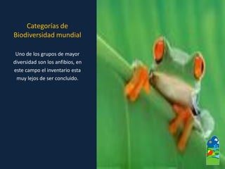 Uno de los grupos de mayor 
diversidad son los anfibios, en 
este campo el inventario esta 
muy lejos de ser concluido. Categorías de Biodiversidad mundial  