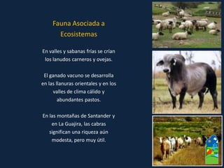 Fauna Asociada a 
Ecosistemas 
En valles y sabanas frías se crían 
los lanudos carneros y ovejas. 
El ganado vacuno se desarrolla 
en las llanuras orientales y en los 
valles de clima cálido y 
abundantes pastos. 
En las montañas de Santander y 
en La Guajira, las cabras 
significan una riqueza aún 
modesta, pero muy útil.  