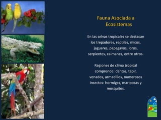 Fauna Asociada a Ecosistemas 
En las selvas tropicales se destacan 
los trepadores, reptiles, micos, 
jaguares, papagayos, loros, 
serpientes, caimanes, entre otros. 
Regiones de clima tropical 
comprende: dantas, tapir, 
venados, armadillos, numerosos 
insectos: hormigas, mariposas y 
mosquitos.  