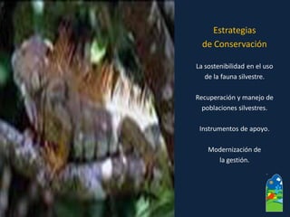 Estrategias 
de Conservación 
La sostenibilidad en el uso 
de la fauna silvestre. 
Recuperación y manejo de 
poblaciones silvestres. 
Instrumentos de apoyo. 
Modernización de 
la gestión.  