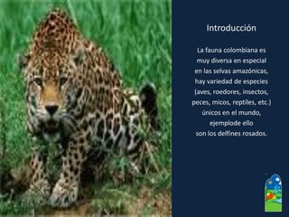 Introducción 
La fauna colombiana es 
muy diversa en especial 
en las selvas amazónicas, 
hay variedad de especies 
(aves, roedores, insectos, 
peces, micos, reptiles, etc.) 
únicos en el mundo, 
ejemplodeello 
son los delfines rosados.  