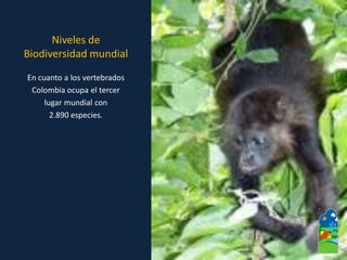 En cuanto a los vertebrados 
Colombia ocupa el tercer 
lugar mundial con 
2.890 especies. 
Niveles de Biodiversidad mundial  