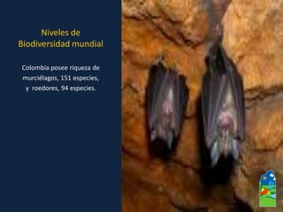 Colombia posee riqueza de 
murciélagos, 151 especies, 
y roedores, 94 especies. Niveles de Biodiversidad mundial  