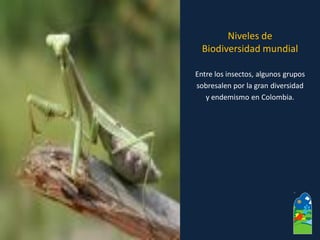 Entre los insectos, algunos grupos 
sobresalen por la gran diversidad 
y endemismo en Colombia. 
Niveles de 
Biodiversidad mundial  