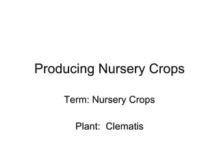 Producing Nursery Crops Term: Nursery Crops Plant:  Clematis 
