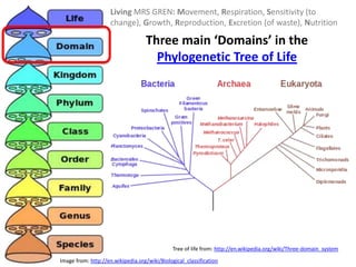 Domain (biology) - Wikipedia